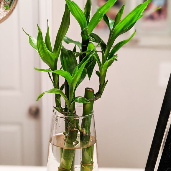 Live Lucky Bamboo Home Easy Grow Decor - Picture 6 of 12